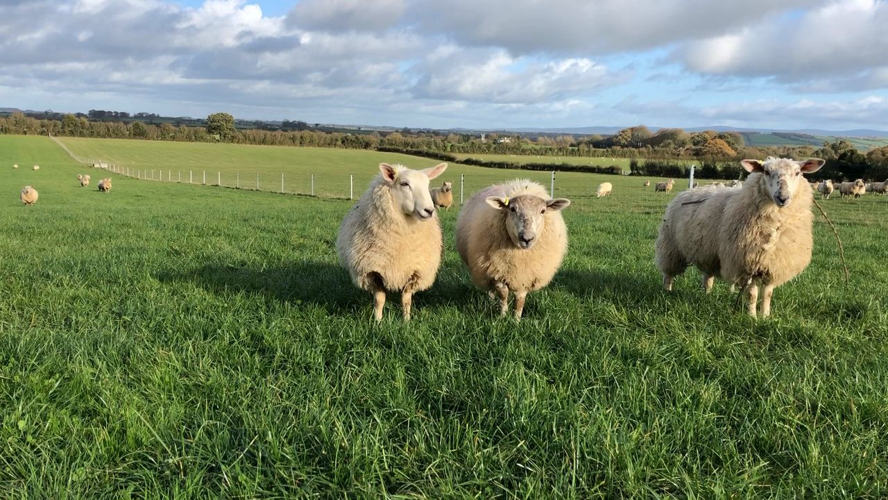 France leads the way in lamb price with €8.00/kg