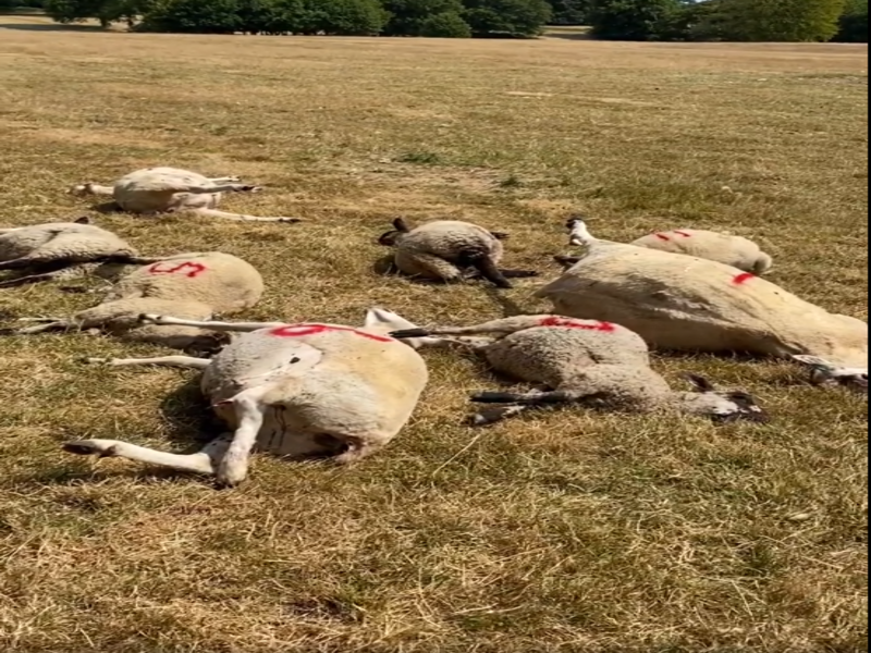 Vehicle deliberately runs over 14 sheep in north Dorset field