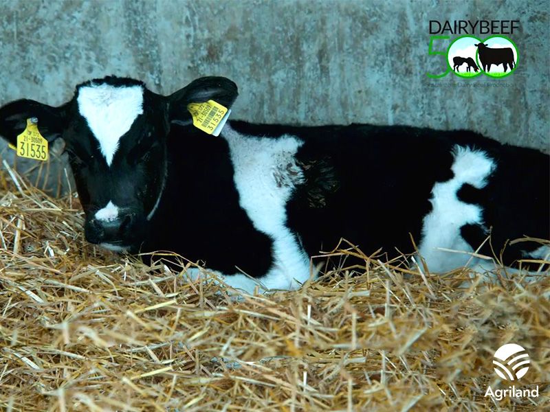 Research: Investment needed to realise potential of dairy-beef