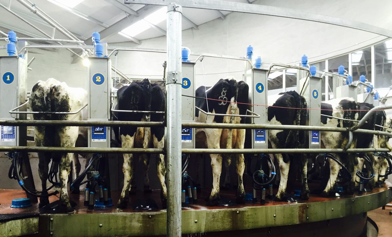 Dairy advice: Tail clipping and shaving udders before drying off