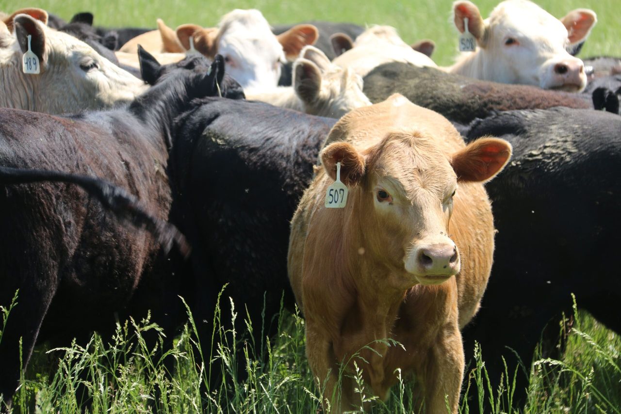 Report claims cattle in US recieve 8-9 times more antibiotics than in UK