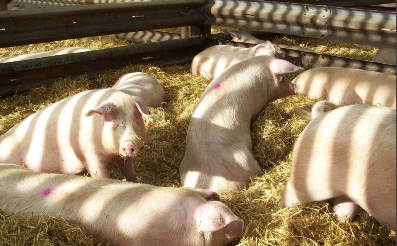 Pig Health and Welfare Council launches biennial report at the Great Yorkshire Show