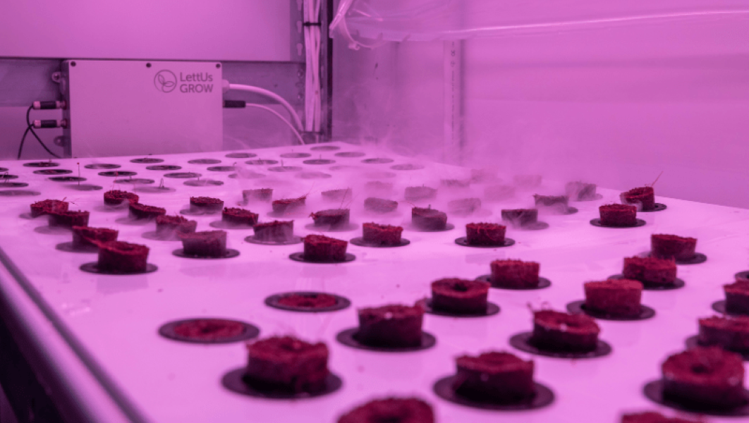 University of Essex grows onions in 'bright pink shipping containers'