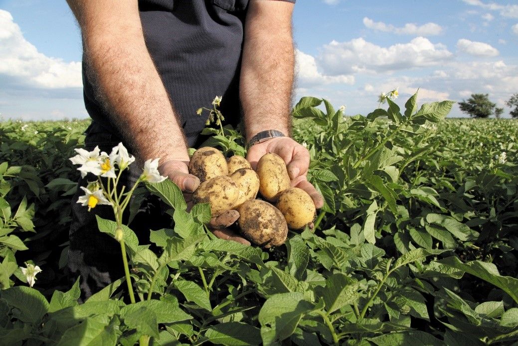 Eurofins Agro UK launches pesticide residue test for potatoes