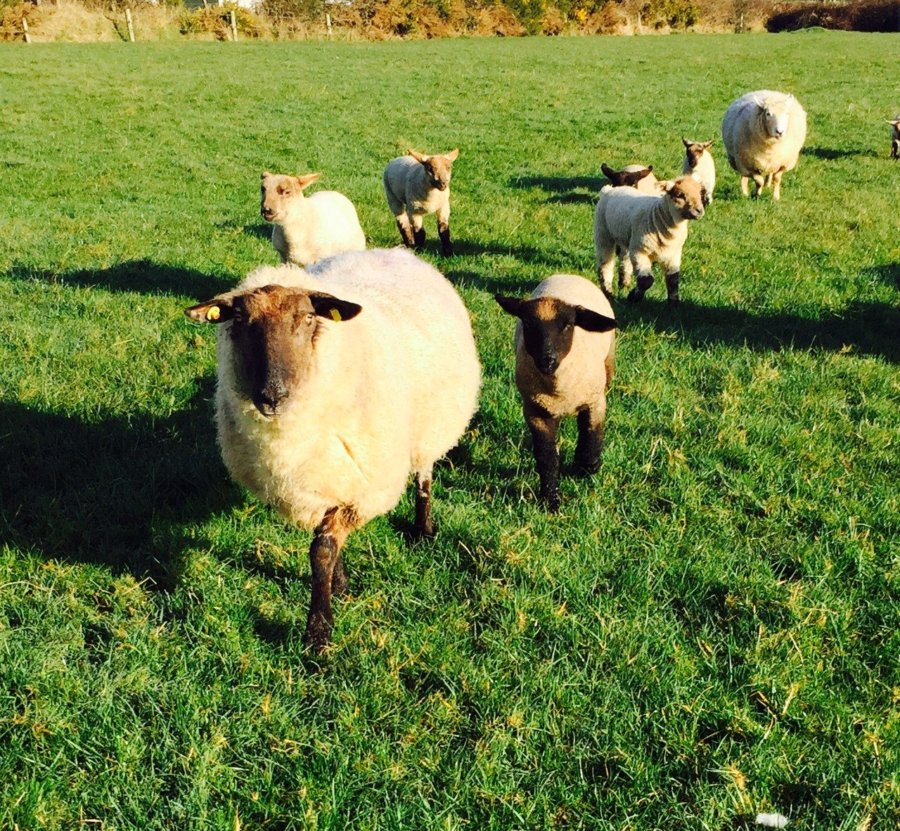 'Weaning is the time to check ewes for culling'