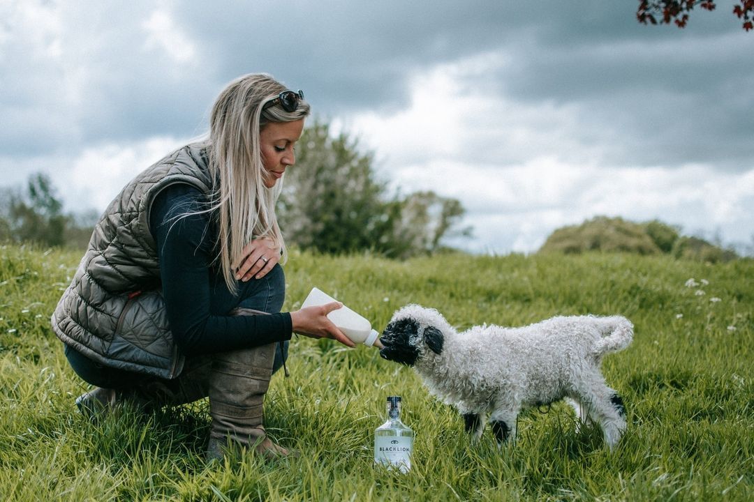 Diversification: UK farm makes Europe’s first sheep’s milk vodka