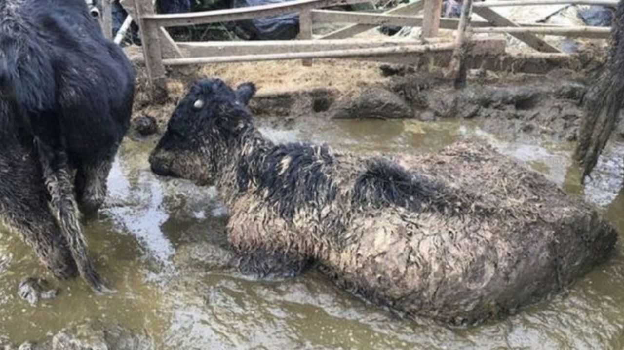 Cornish farmer banned for life after animals were found 'drowning in muck'
