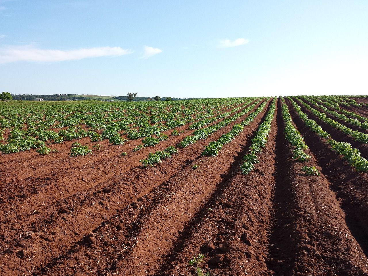 Soil health remains a ‘Cinderella’ subject  – expert