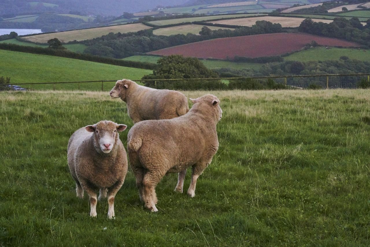 Bluetongue cases in UK rise with 41 animals infected