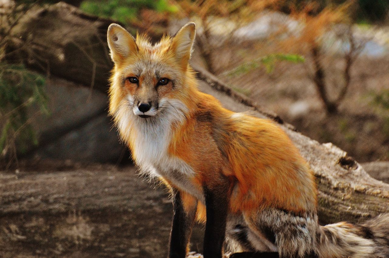 Scottish snare trap ban progresses past Stage 2