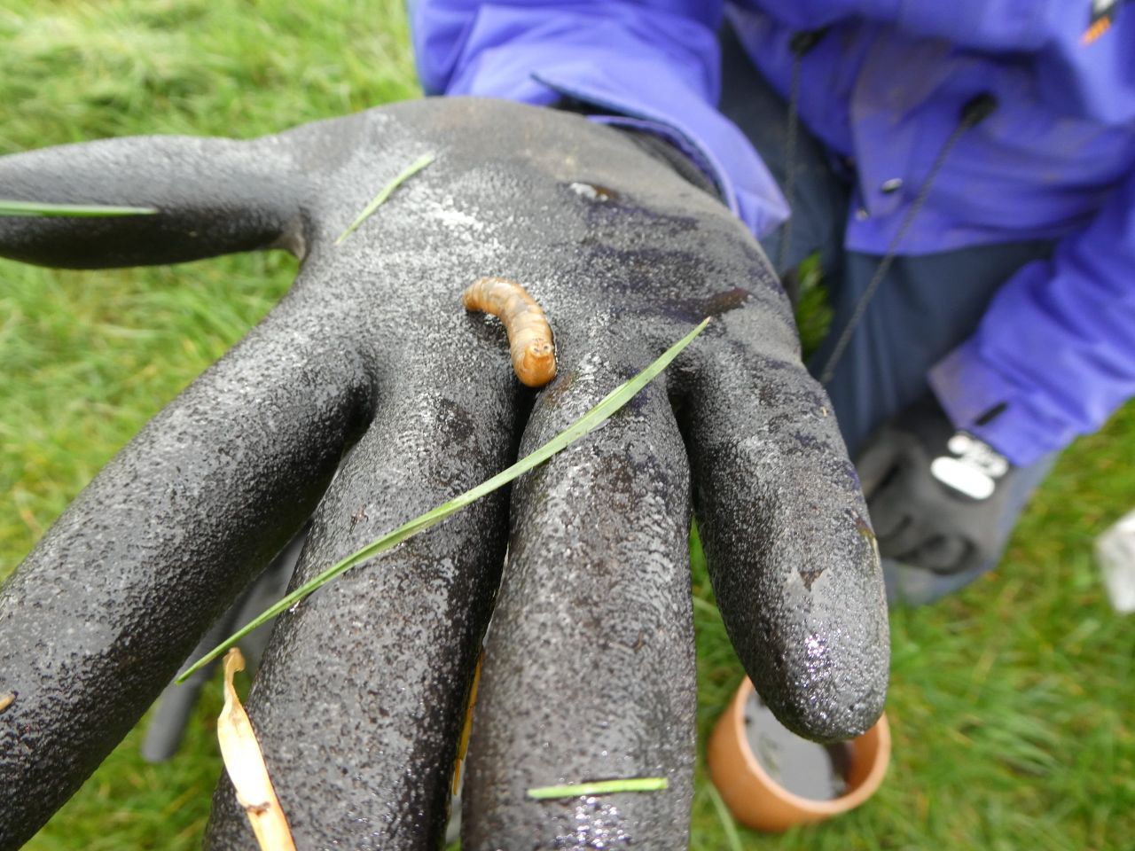 Research: Multi-year management plan needed for leatherjackets