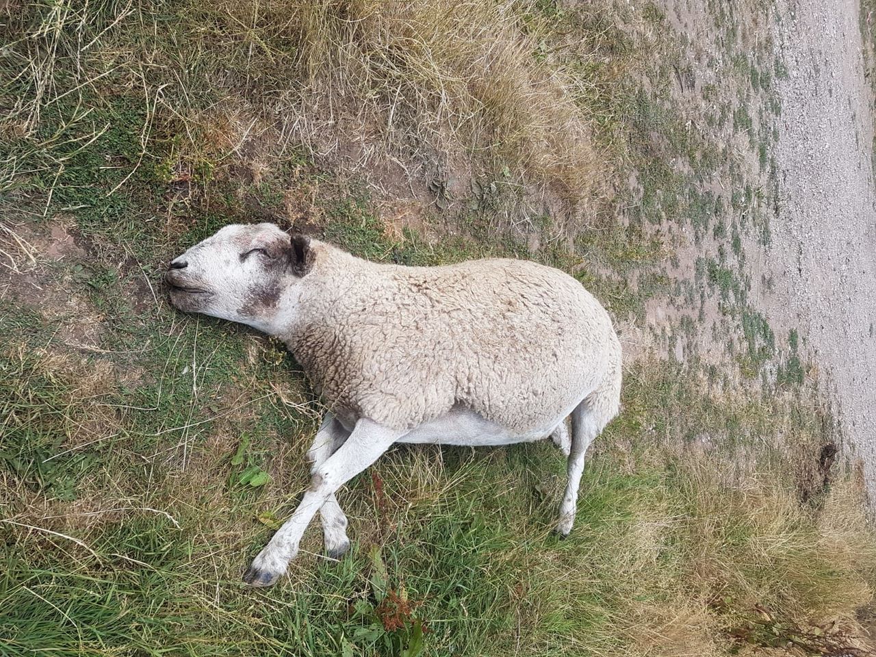Colton family's pet ram killed in the field