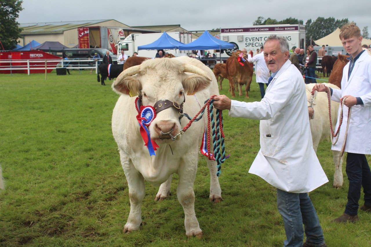 Bringing French style to a pedigree herd in Fermanagh