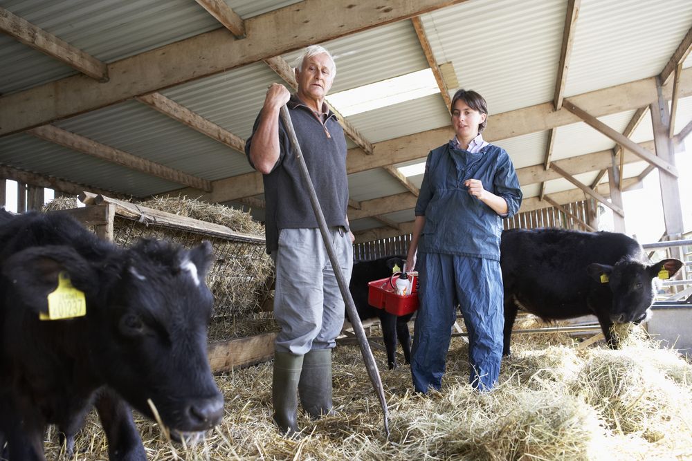UK farmers urged to contact vets as Bluetongue outbreaks continue in France