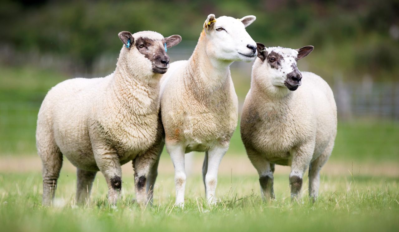 Autumn food festivals to showcase QSM beef and lamb