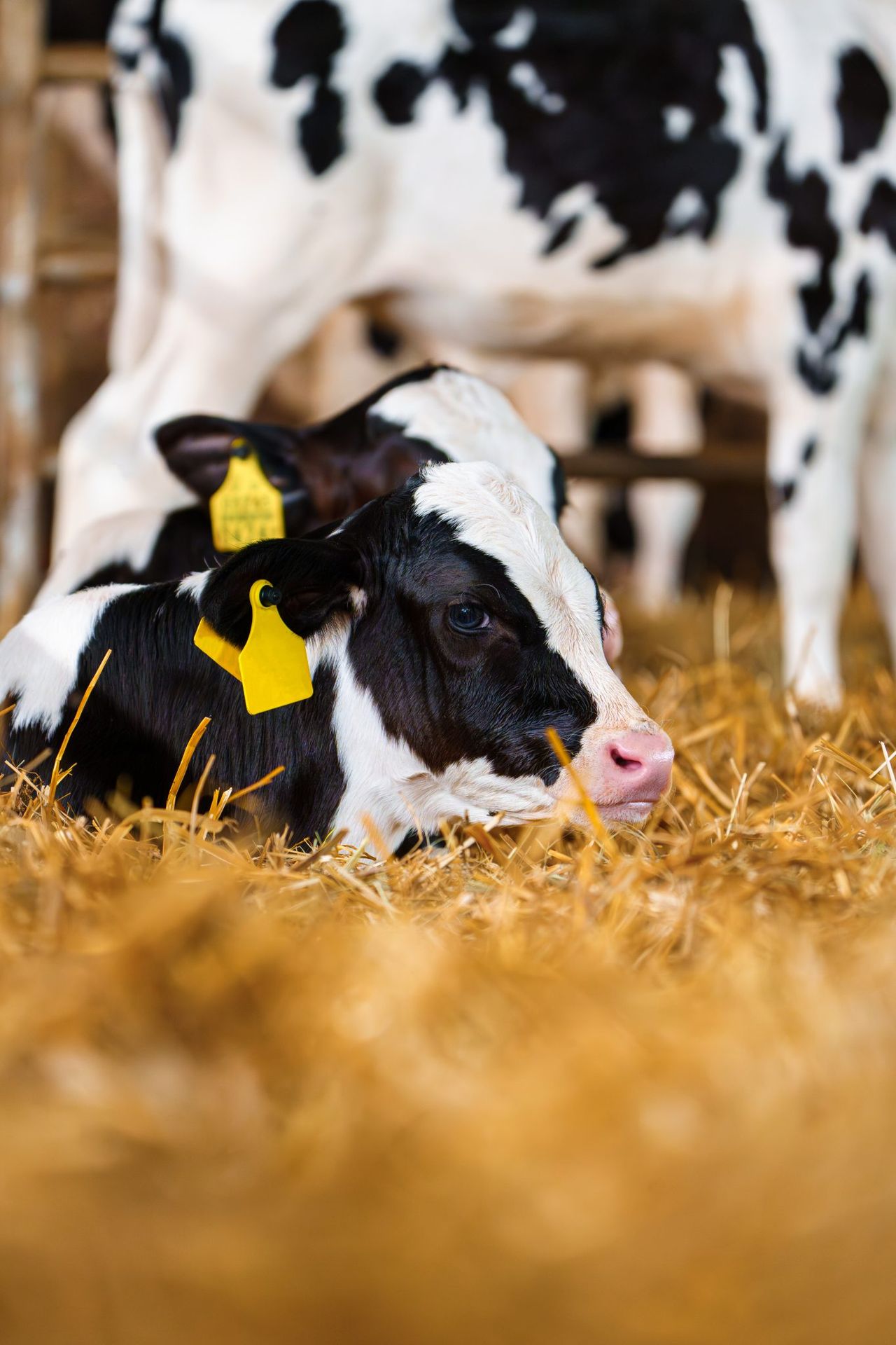 New patterns of BVD present in Northern Ireland – AHWNI