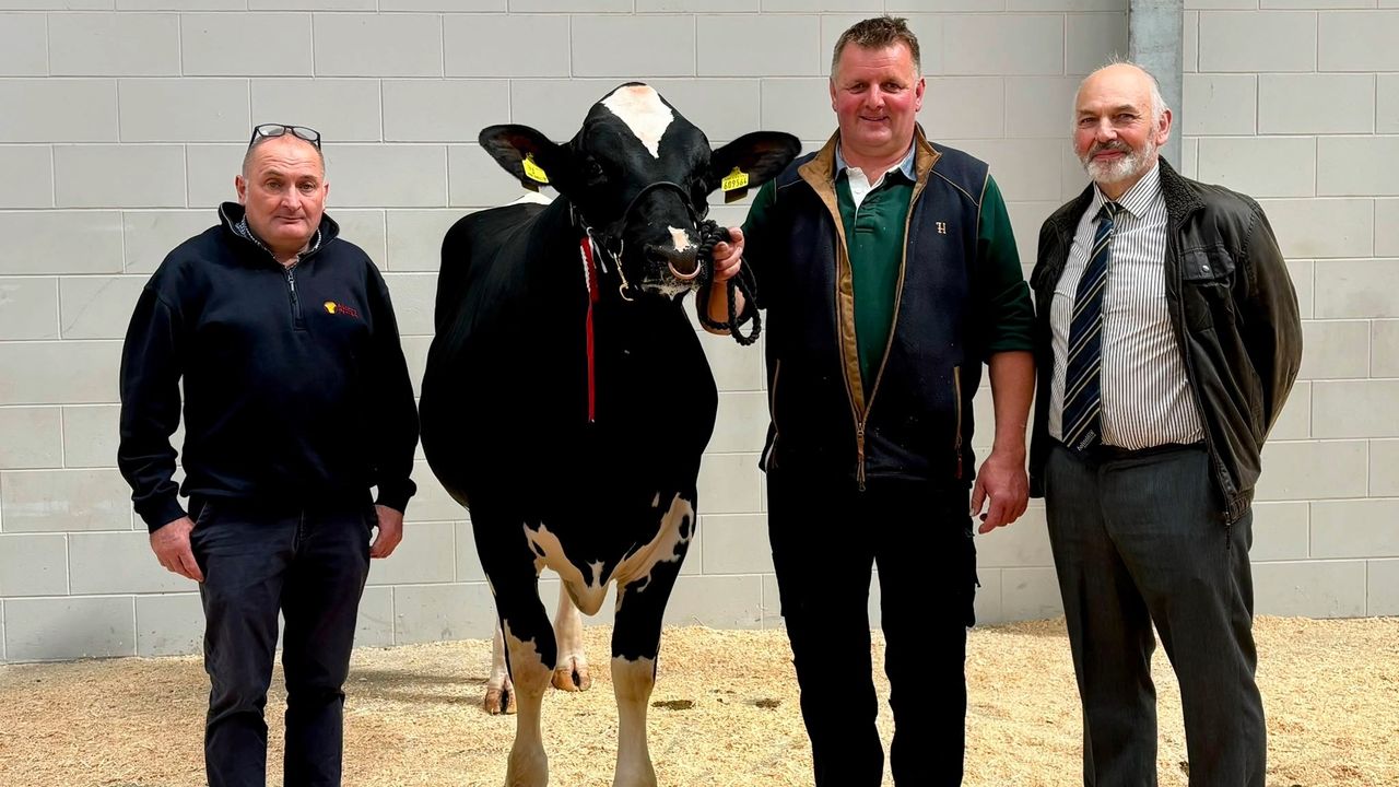 Autumn bull sale tops out at 7,500gns