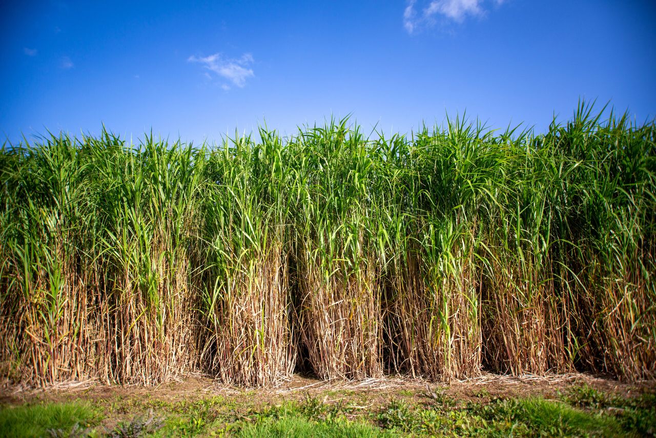 Norfolk farmer to host Terravesta miscanthus farm walk