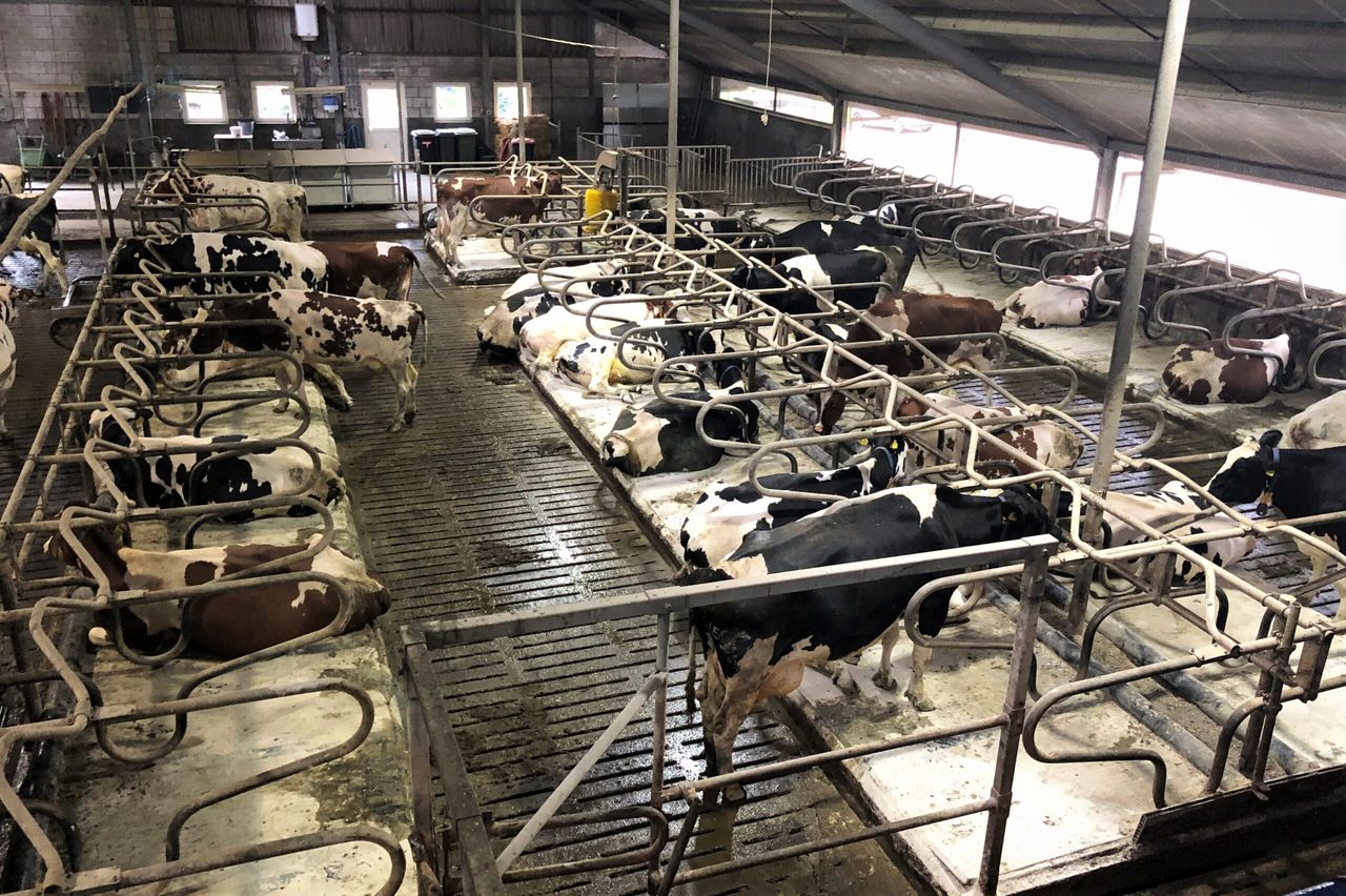 Controlling lameness before the housed period