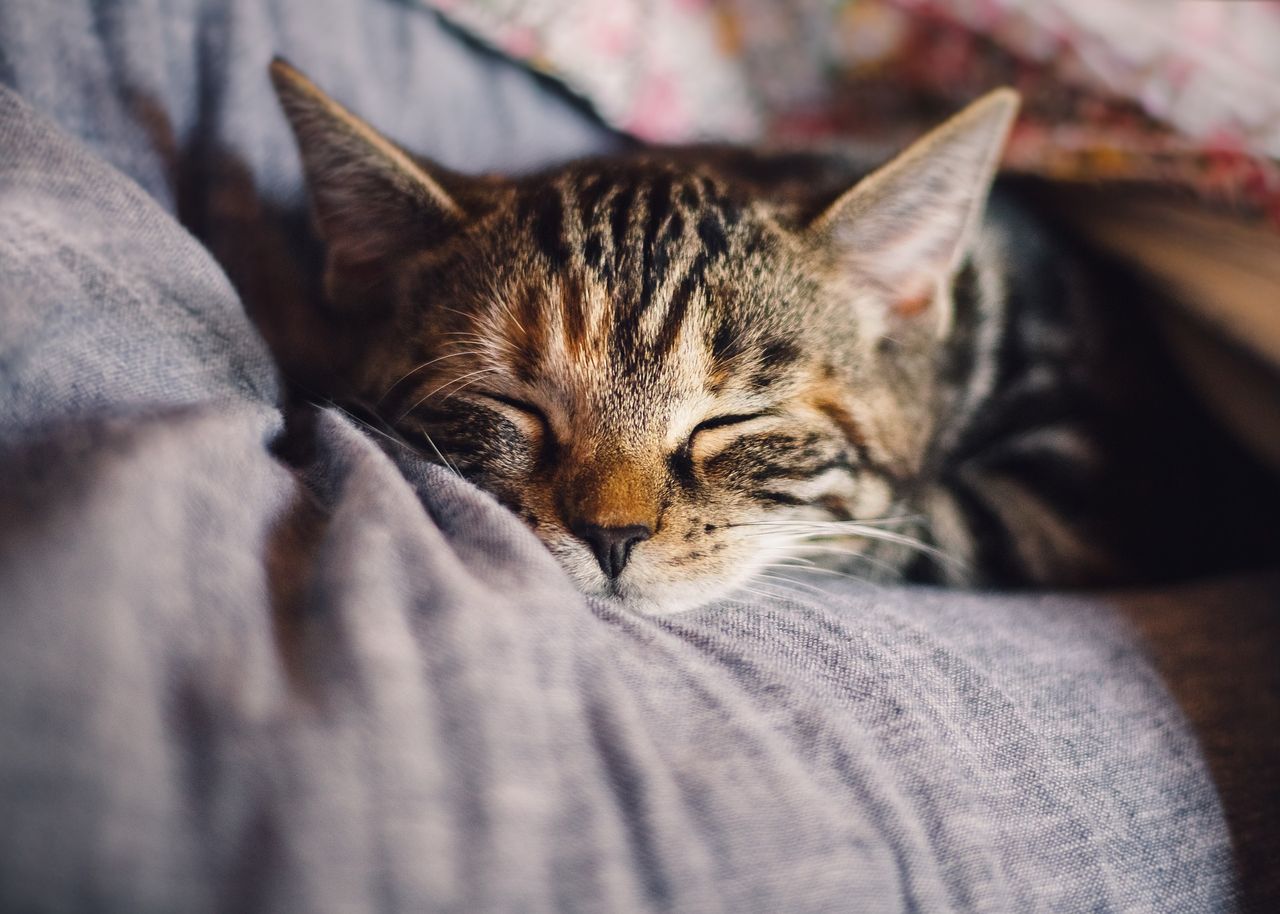 BVA survey reveals 24% of cats are not having welfare needs met