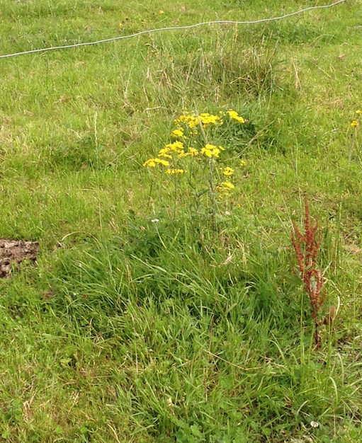 Now is the time to destroy noxious weeds if they're growing on your land