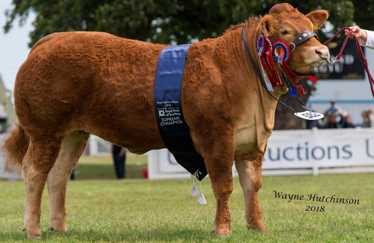 Highland Show: 'Super stylish' Limousin heifer clinches Interbreed Championship