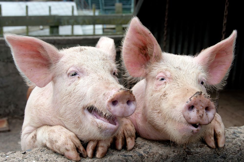 Zinc oxide ban could increase antibiotic reliance