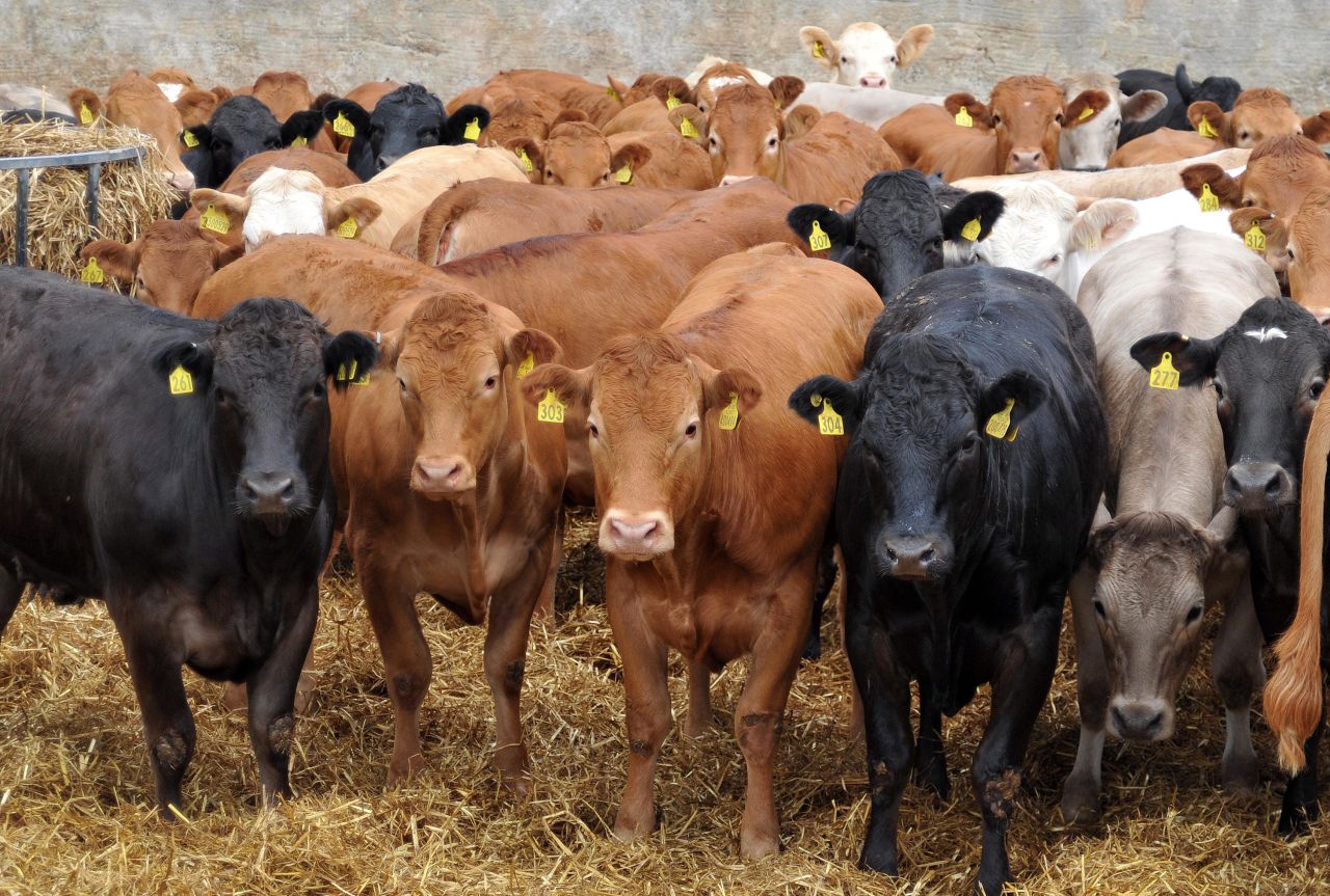 UK beef trade continues to improve despite Irish trend
