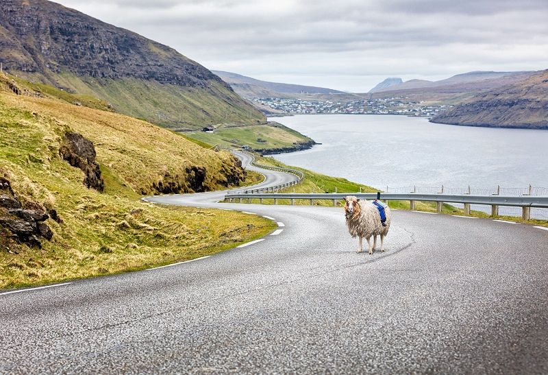 Video: Google recruits sheep to map out the Faroe Islands in the North Atlantic