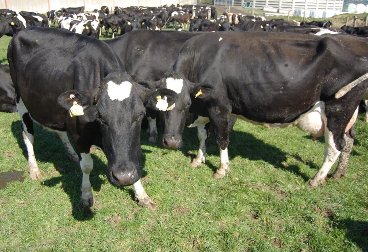 Fury grows at volume threshold set for EU dairy support scheme