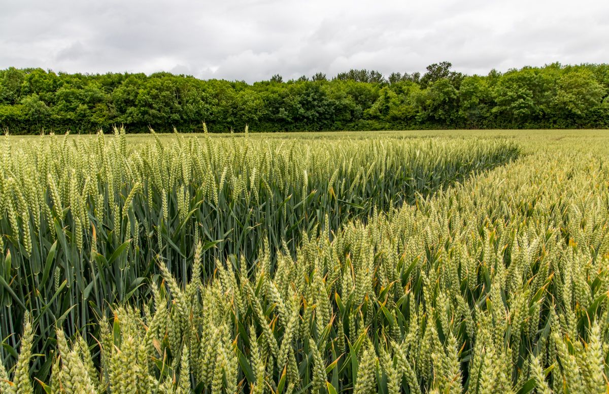 Grain price: Wheat rises…take a look at malt and corn