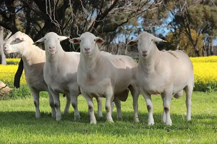 Australian farmer digs pit ‘big enough’ for more than 3,000 sheep