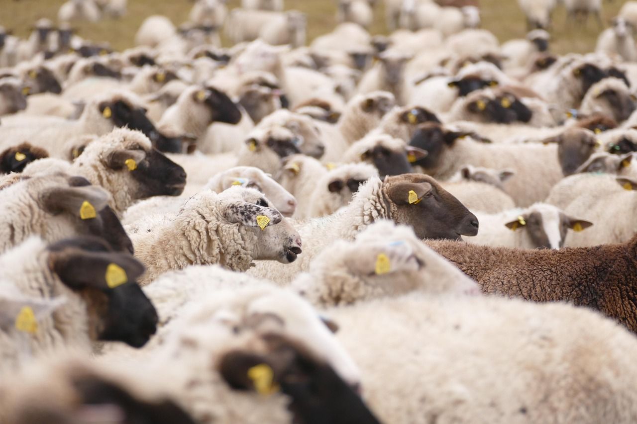 NSA launches new survey into livestock worrying
