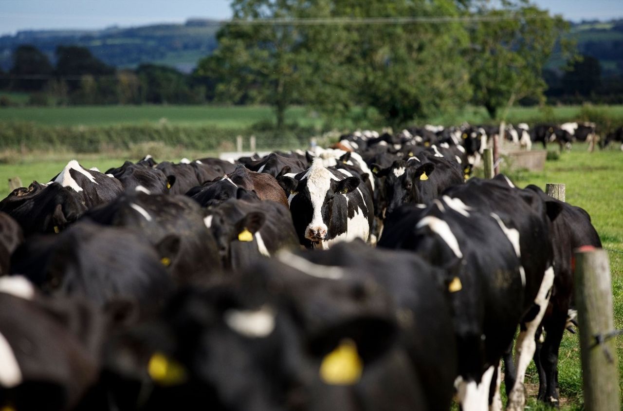 Dairy conference: How we can reduce the emissions from 100,000 dairy cows…