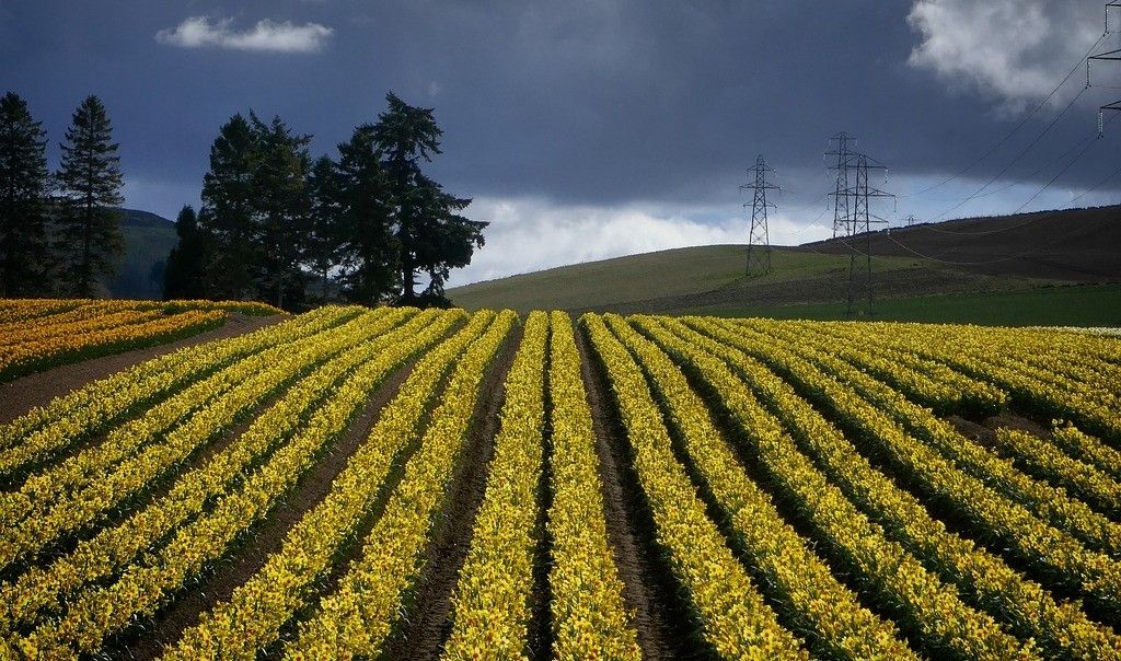 Scientists findings suggest daffodils could replace antibiotics in feed