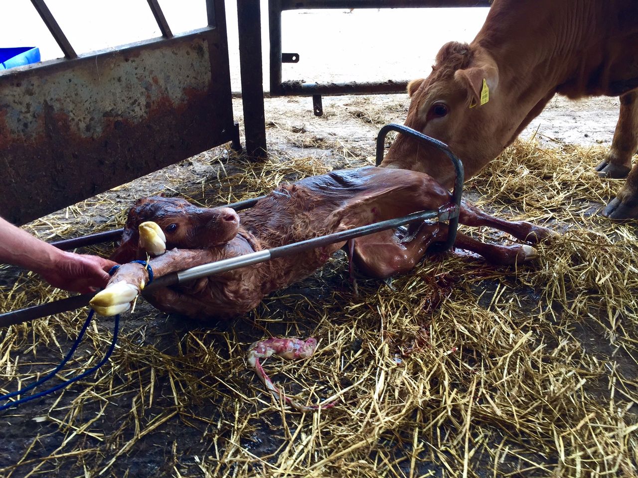 Could putting your heifers in calf first cut down on stragglers?
