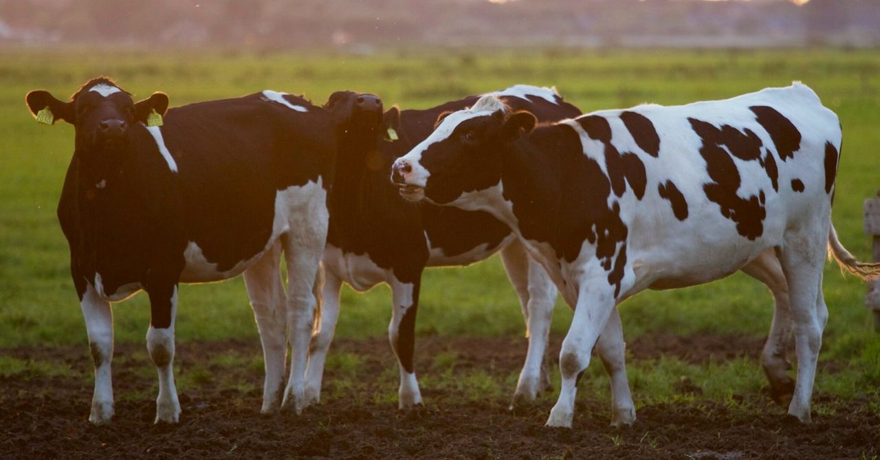 Muir welcomes funding of £4m for cross-border TB research