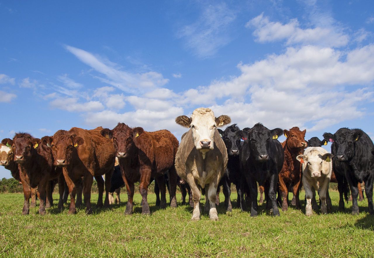 Brucellosis testing regime to be relaxed further