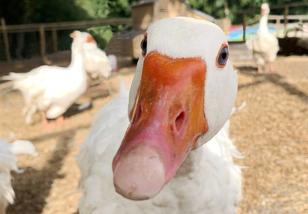 Bird flu suspected at Jimmy's Farm and Wildlife Park
