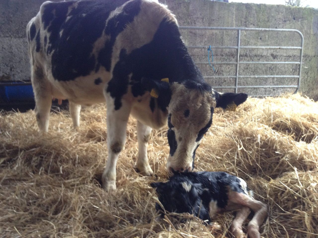 A good transition cow management plan is crucial for a successful dairy operation