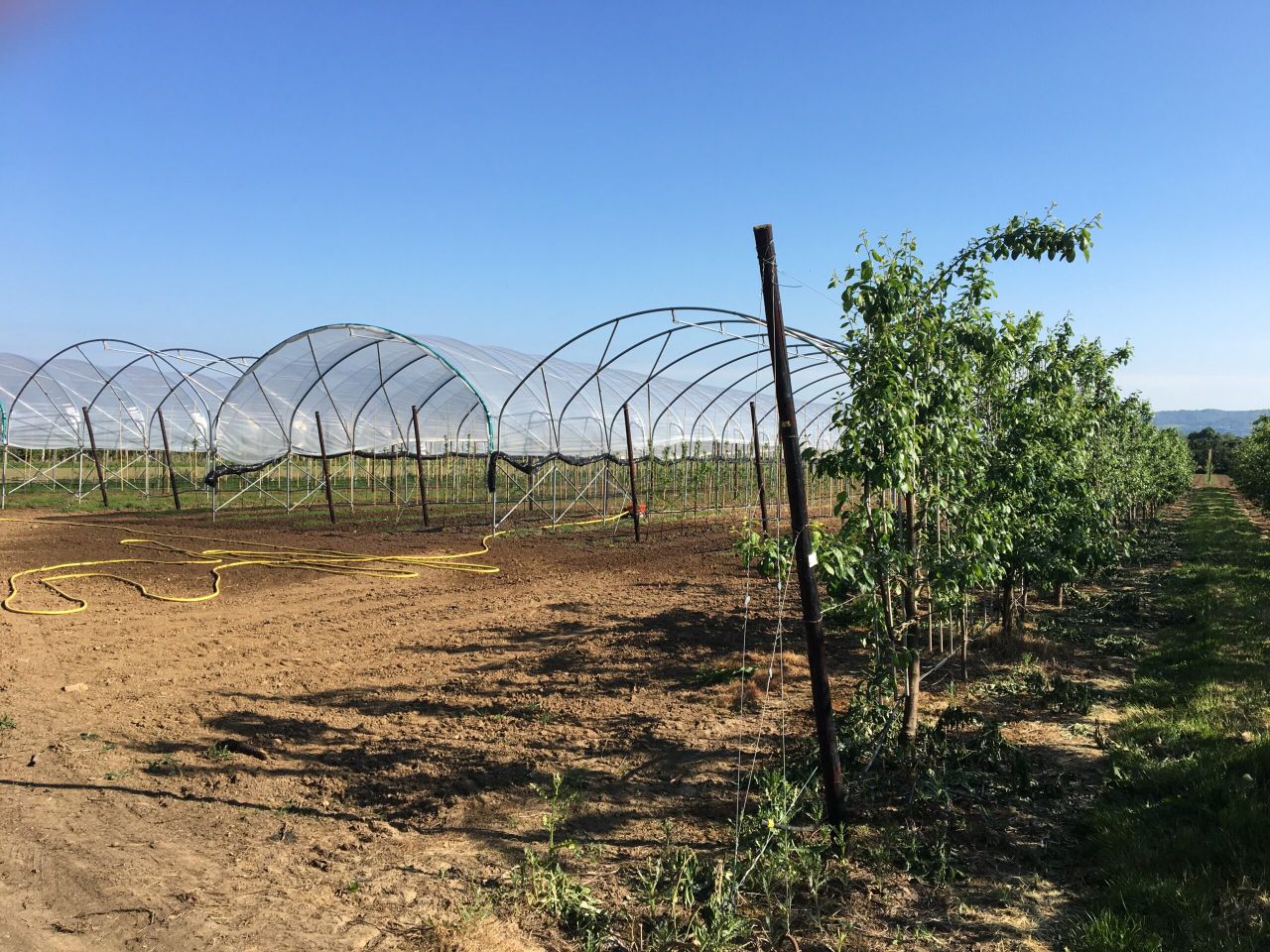 Mechanical weeder to be revealed to growers at new plum centre open day