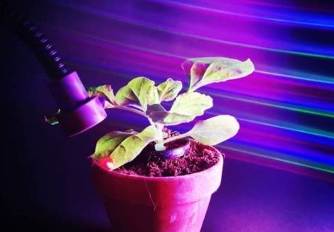 New research paves way for coloured lights to boost plant yields