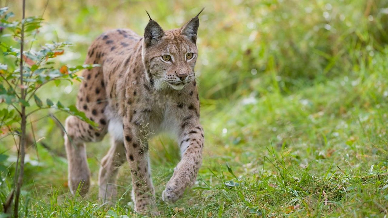 'Farming and lynx can co-exist' - Missing Lynx Project