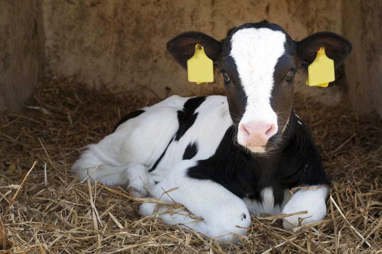 Calf scour threat increases as bacterial load in sheds multiplies