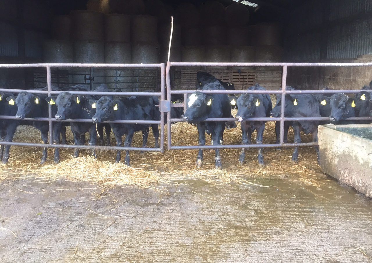 Popularity of Angus and Hereford sires rise in Northern dairy herds – LMC
