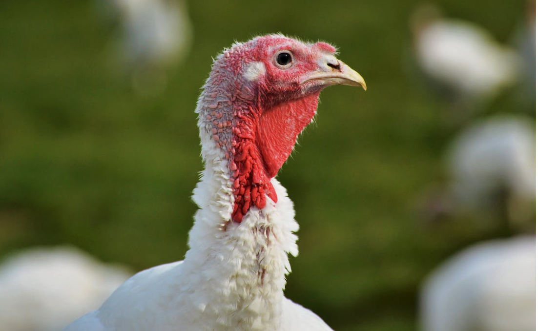 UK taskforce recommends ‘targeted’ bird flu vaccination trial in turkeys