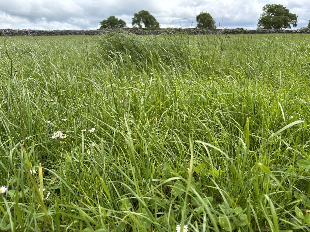 How the first grazing determines the success of spring reseeds