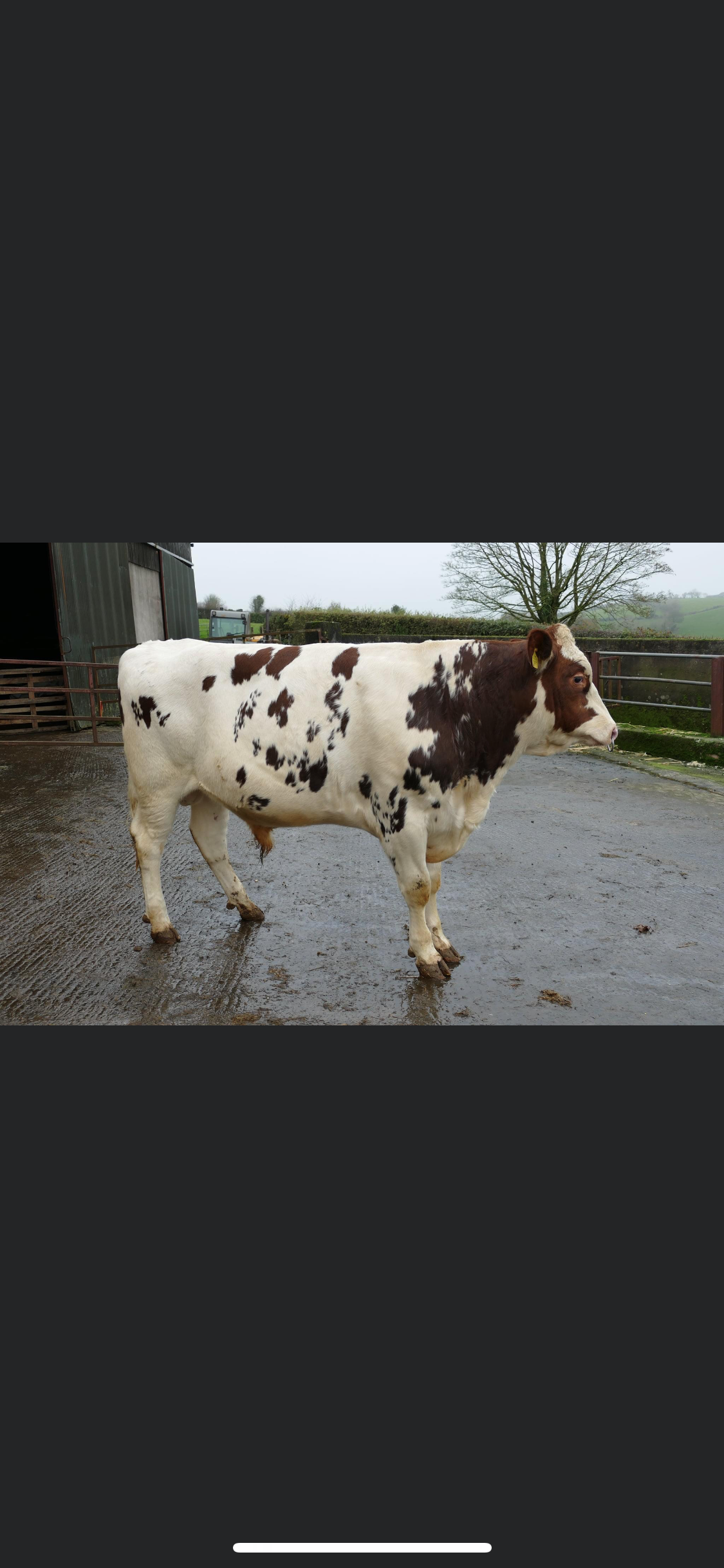 High demand for cows in milk at Dungannon dairy sale
