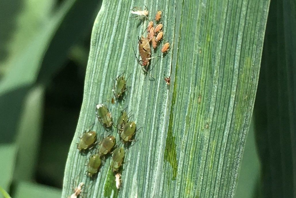 Vigilance key to tackling BYDV post-neonicotinoids