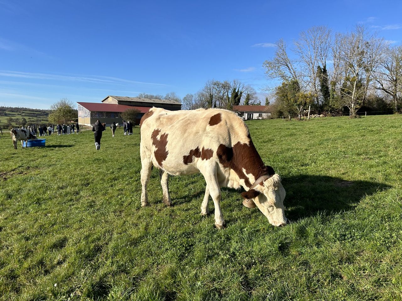 Dairy Focus: French farmers and Montbeliardes dictate milk price